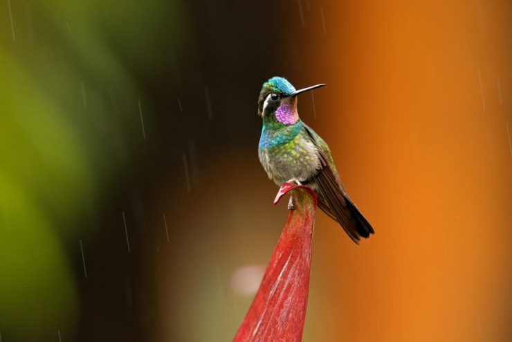 Purple-throated Mountain-gem