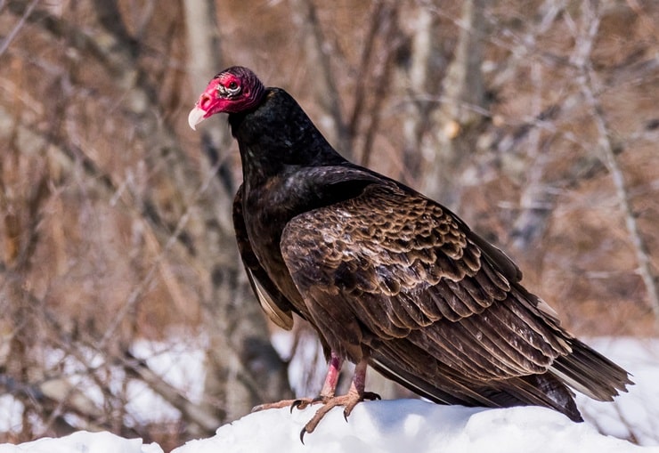 What Is A Group Of Turkey Vultures Called