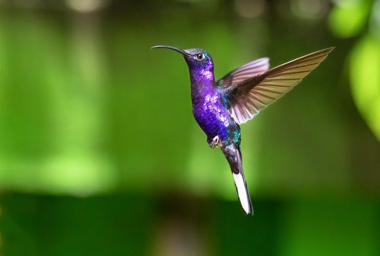 Violet Sabrewing