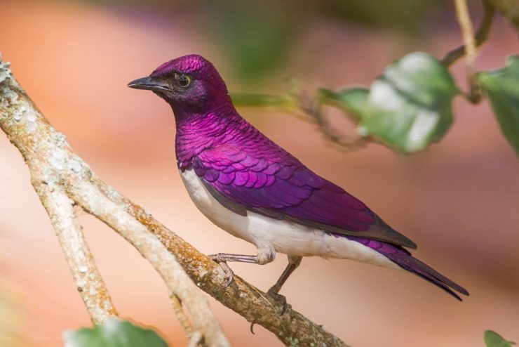 Violet-backed Starling