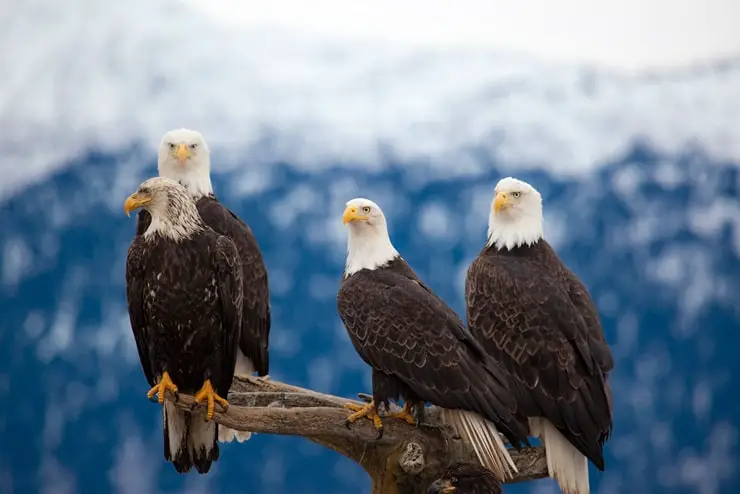 a group of bald eagles