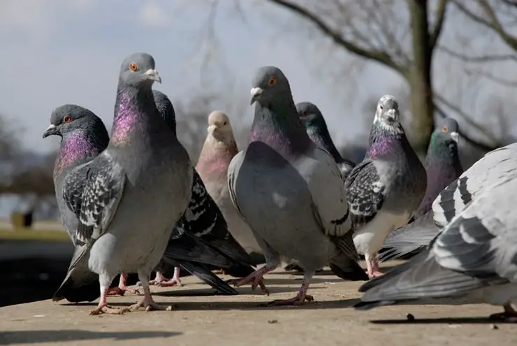 a group of pigeons
