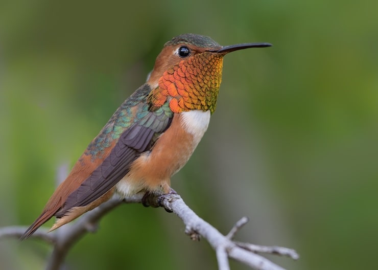 Allen’s Hummingbird