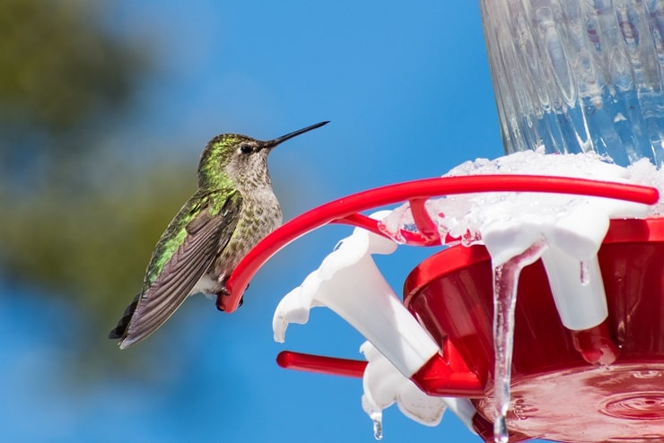 Anna’s Hummingbird