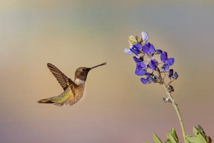 Black-Chinned Hummingbird