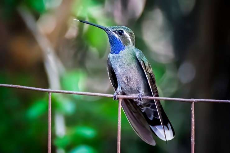 Blue-Throated Mountaingem