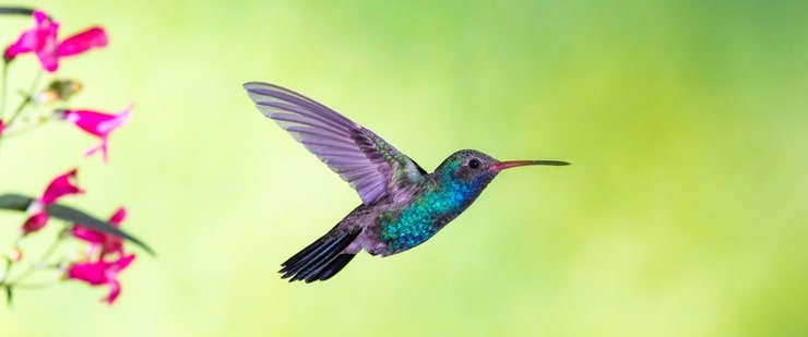 Broad-Billed Hummingbird