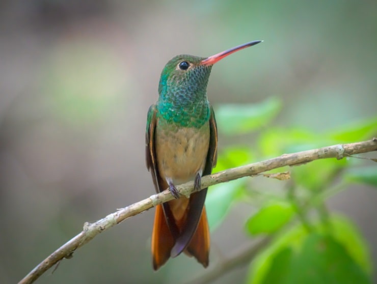 Buff Bellied Hummingbird