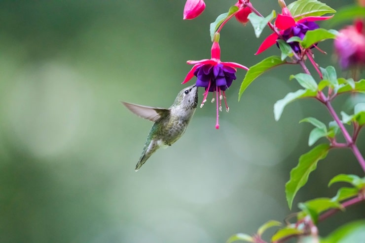 Calliope Hummingbird