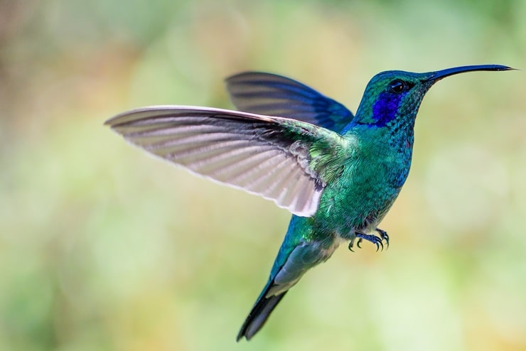 Discover 4 Types of Hummingbirds in Maine