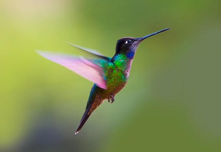 Rivoli’s Hummingbird