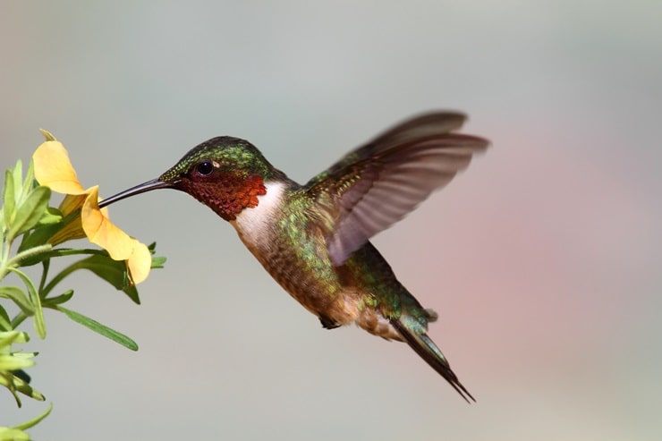 Ruby Throated Hummingbird