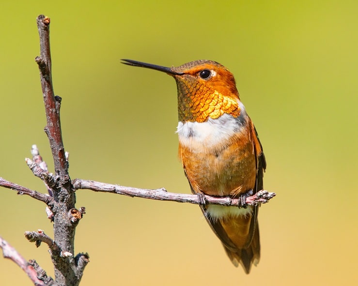 Rufous Hummingbird