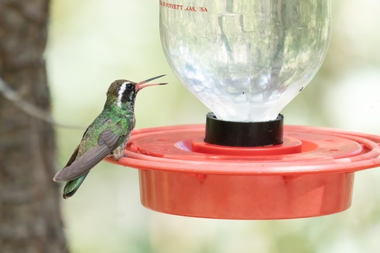 White-eared Hummingbird