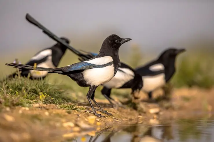 a group of magpies