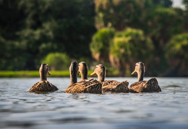 group of ducks
