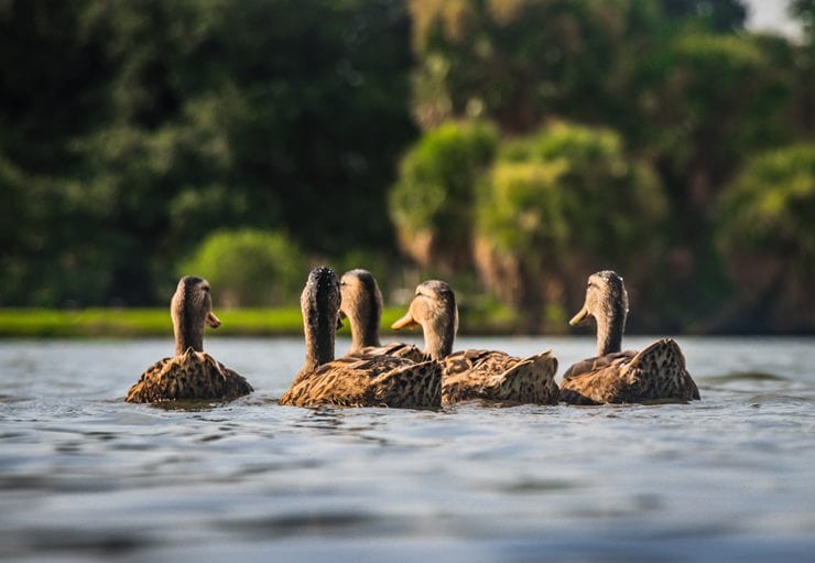 waterfowl birds