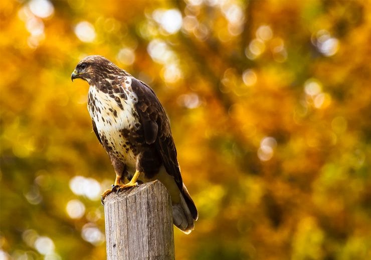 a group of falcons