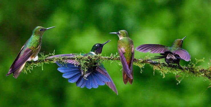 a group of hummingbirds