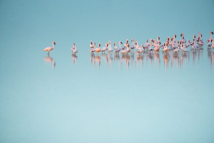 What is a Group of Flamingos Called