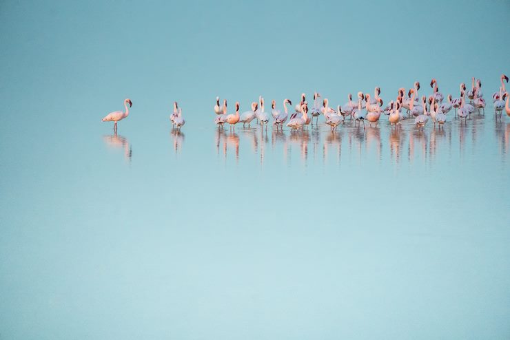 What Is A Group Of Flamingos Called