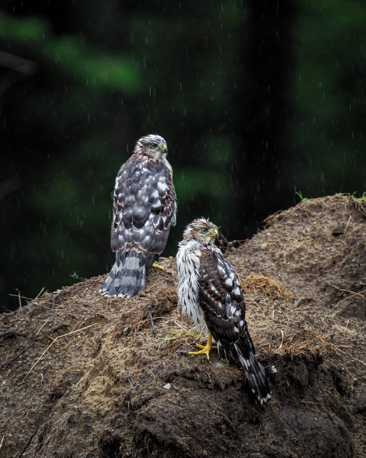 a group of hawks