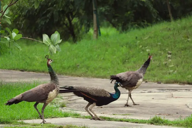 a group of peacocks