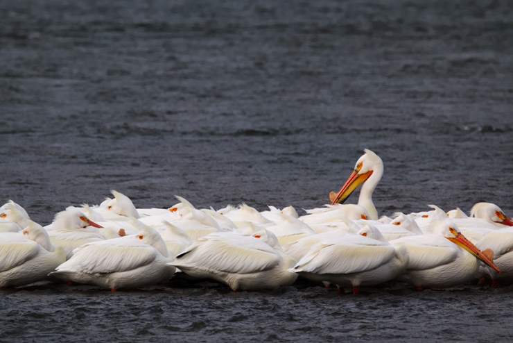 what is a group of pelicans called