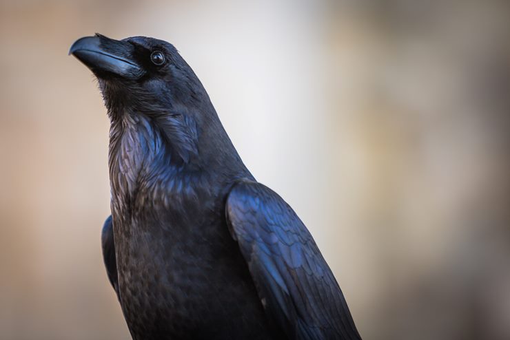 a group of ravens