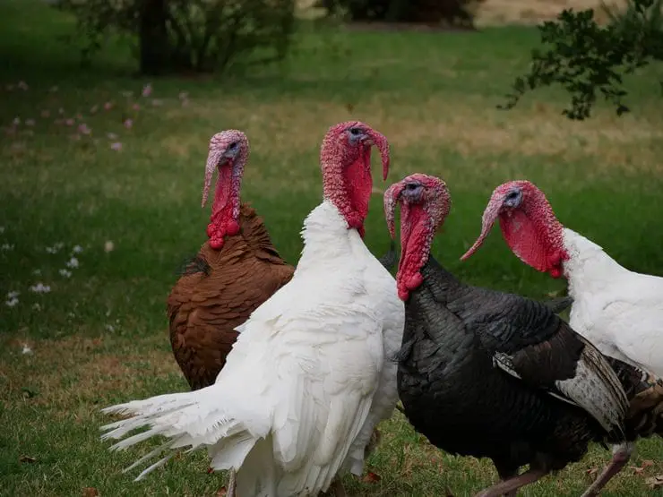 What is a Group of Turkeys Called? (All Collective Nouns)