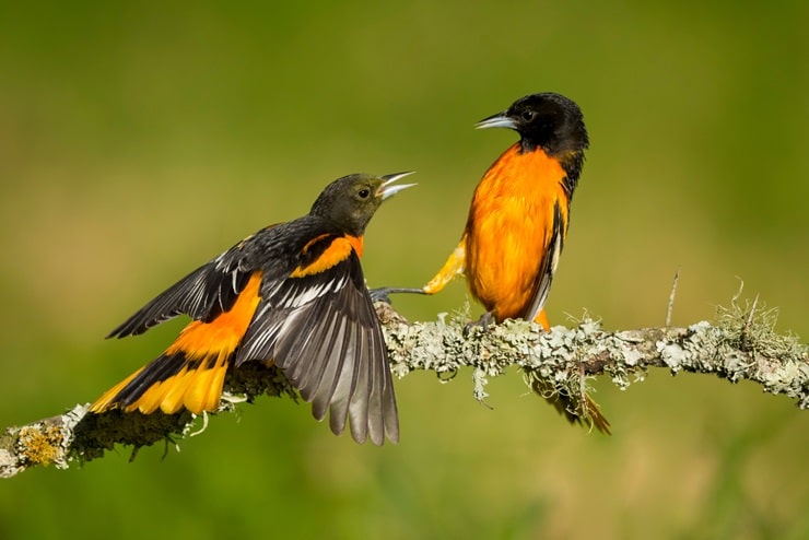 Baltimore oriole