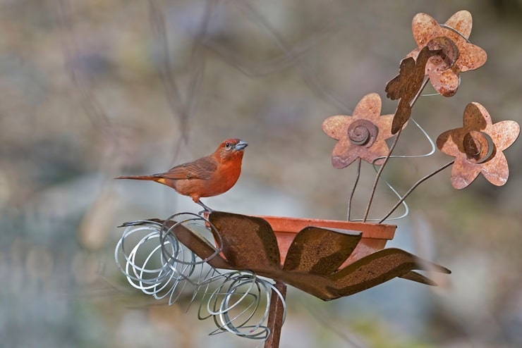 Hepatic Tanager