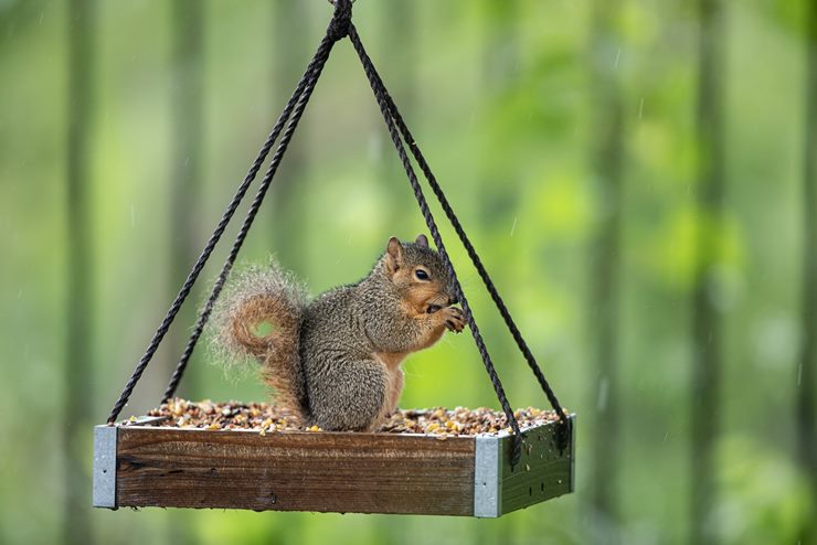 Cayenne Pepper Keep Squirrels Away from Bird Feeders