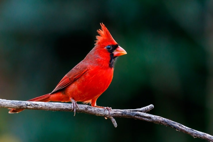 10 Red Bird Species (with Pictures and Information)