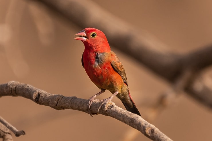 Red-Billed Firefinch