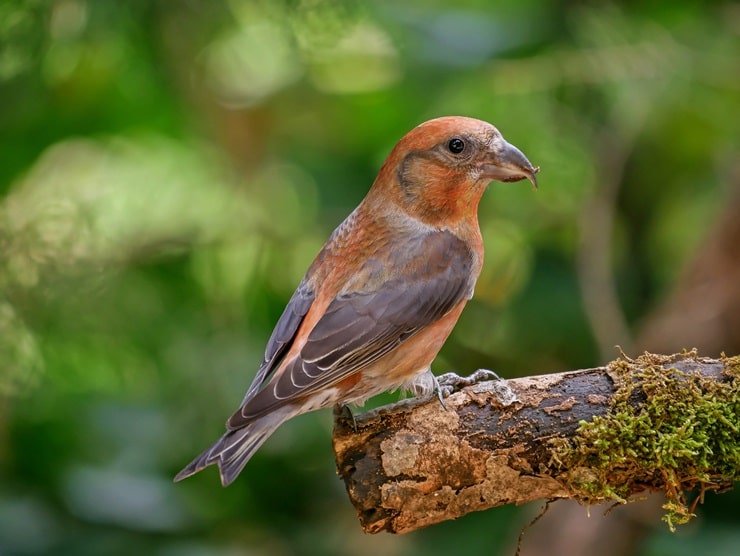 Red Crossbill