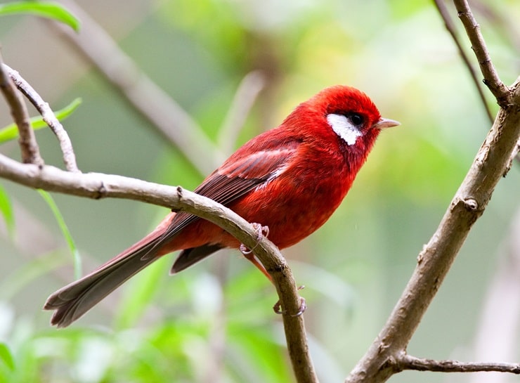 Red Warbler