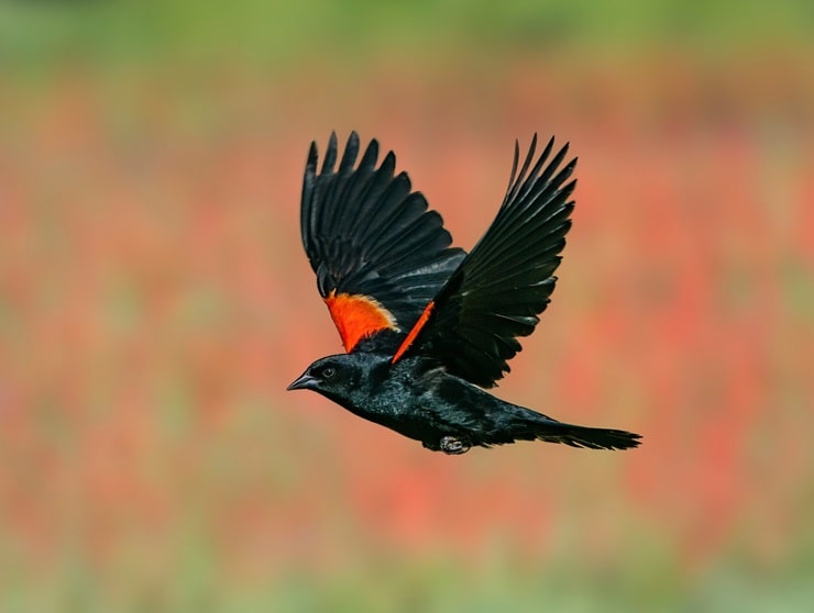 Red-winged blackbird