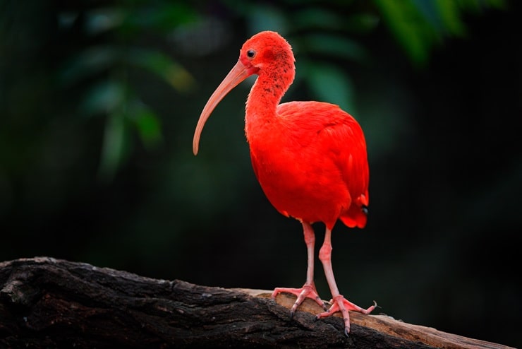 Scarlet Ibis