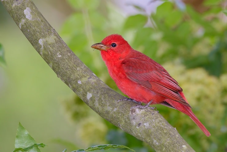 Summer tanager