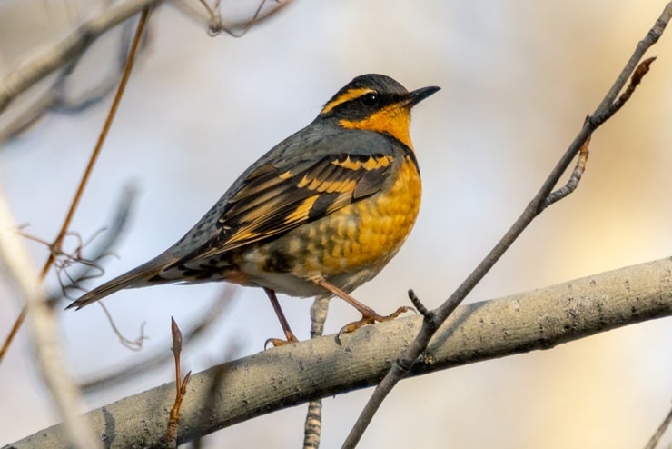 Varied Thrush