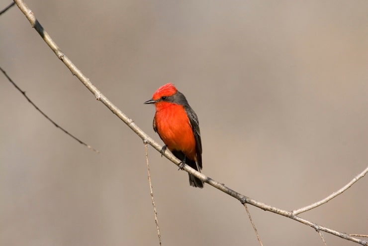 Vermilion Flycatcher