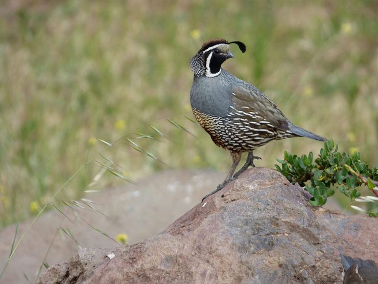 a group of quails