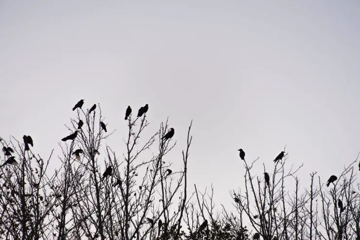 a group of crows