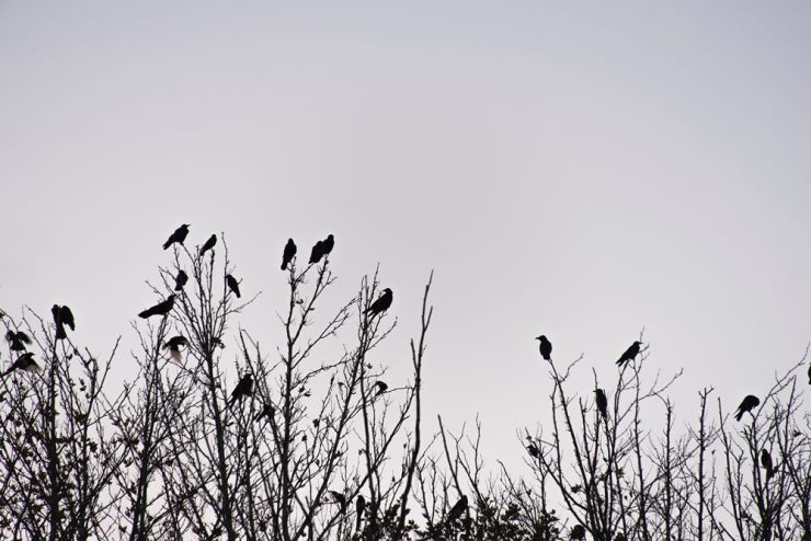 what-is-a-group-of-crows-called-all-collective-nouns