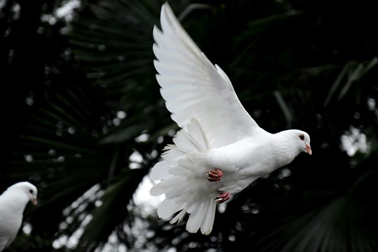 a group of doves