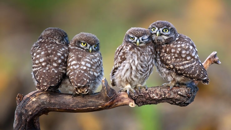 a group of owls