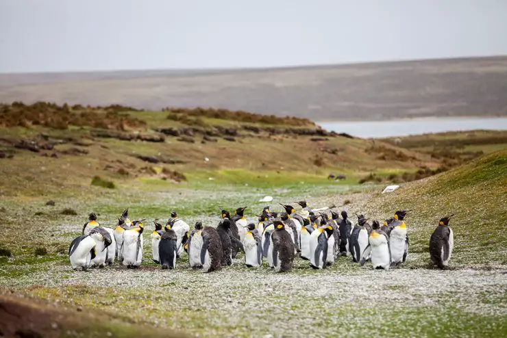 What is a Group of Penguins Called? (All Collective Nouns)