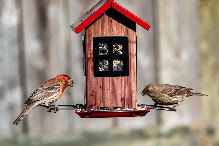 when to put out thistle seed for finches