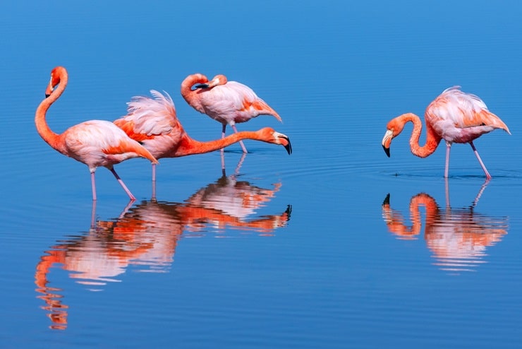 American Flamingo